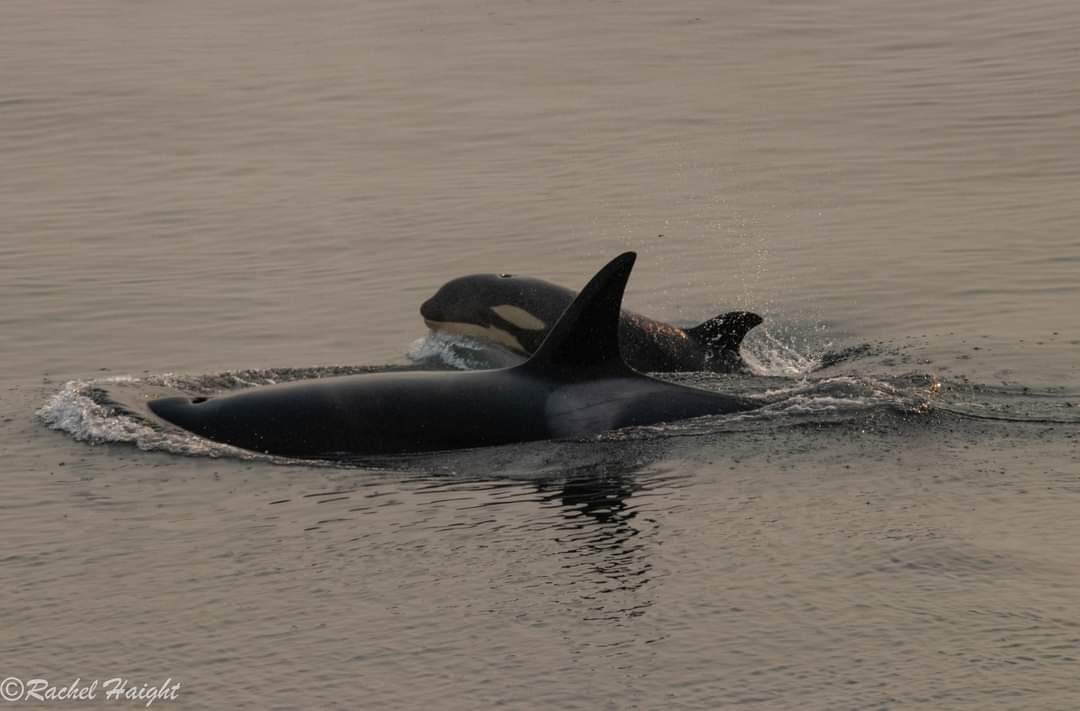 Brave Little Hunter and their mother in the lagoon.