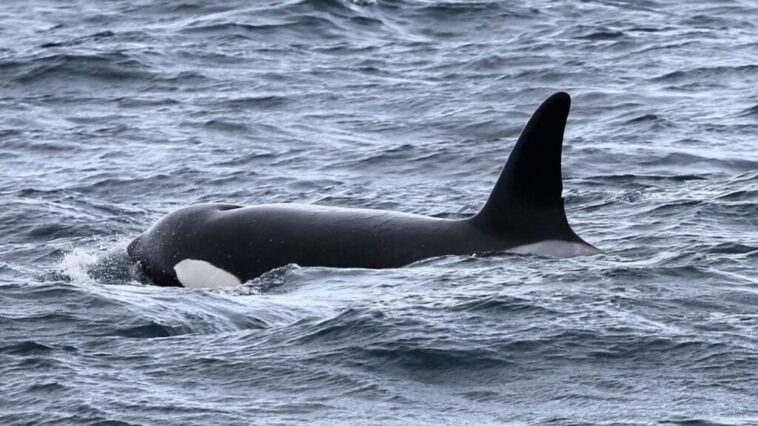 killer whales Archives - West Coast NOW