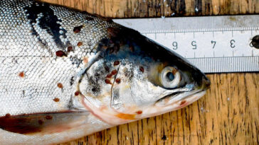 A wild salmon on a table, with a ruler underneath it. The salmon is covered in salmon lice.