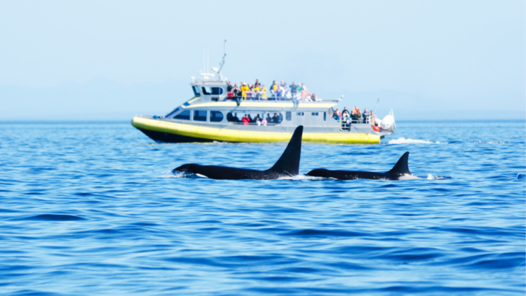 Two orcas swimming in the open water with a whale watching tourism boat in the background.