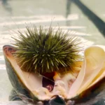 a green sea urchin snacking on a Pacific blue mussel.